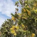 Calocedrus Deccurrens Aureovariegata Libocedrus